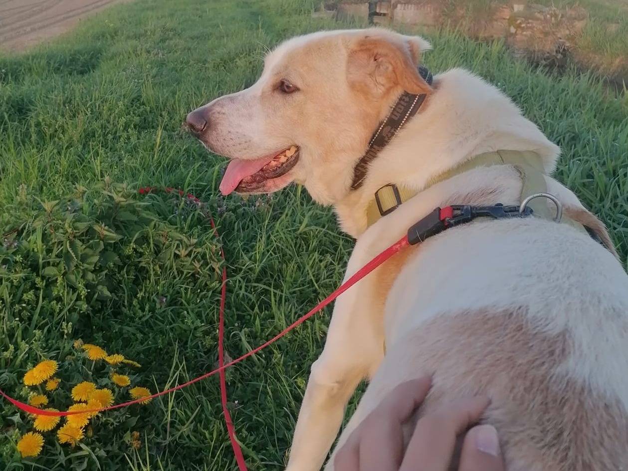 Adotta un cane, taglia media, maschio, Barletta