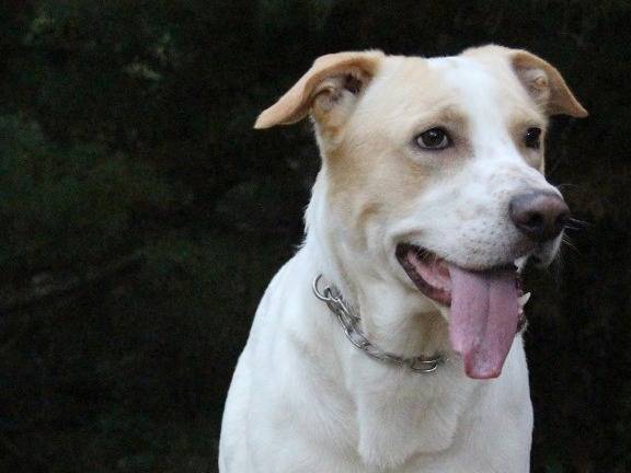 Vuoi adottare un cane a Barletta?