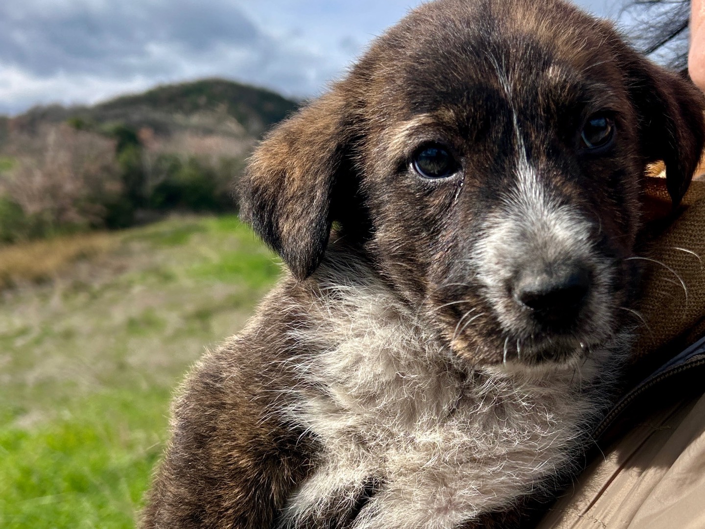 Adotta un cane, femmina, 3 settimane, Chieti