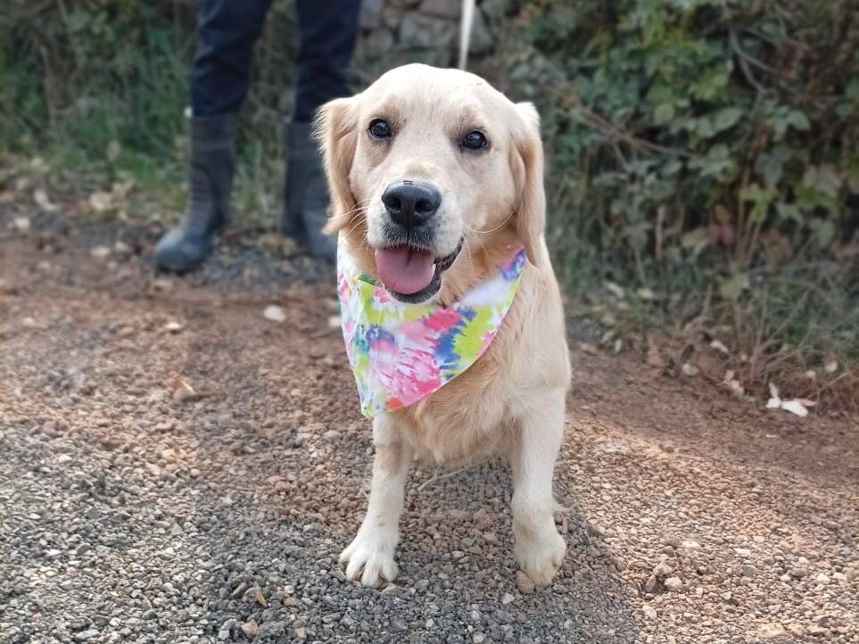 Vuoi adottare un cane a Milano?
