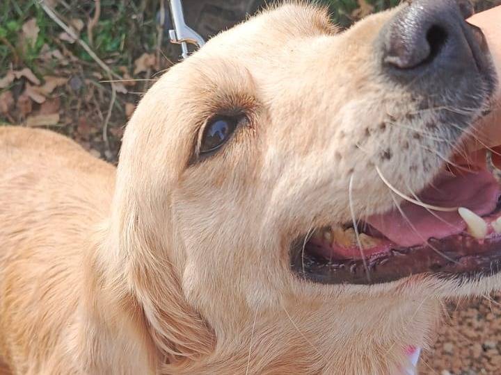 Adotta il cane Cindrella a Milano