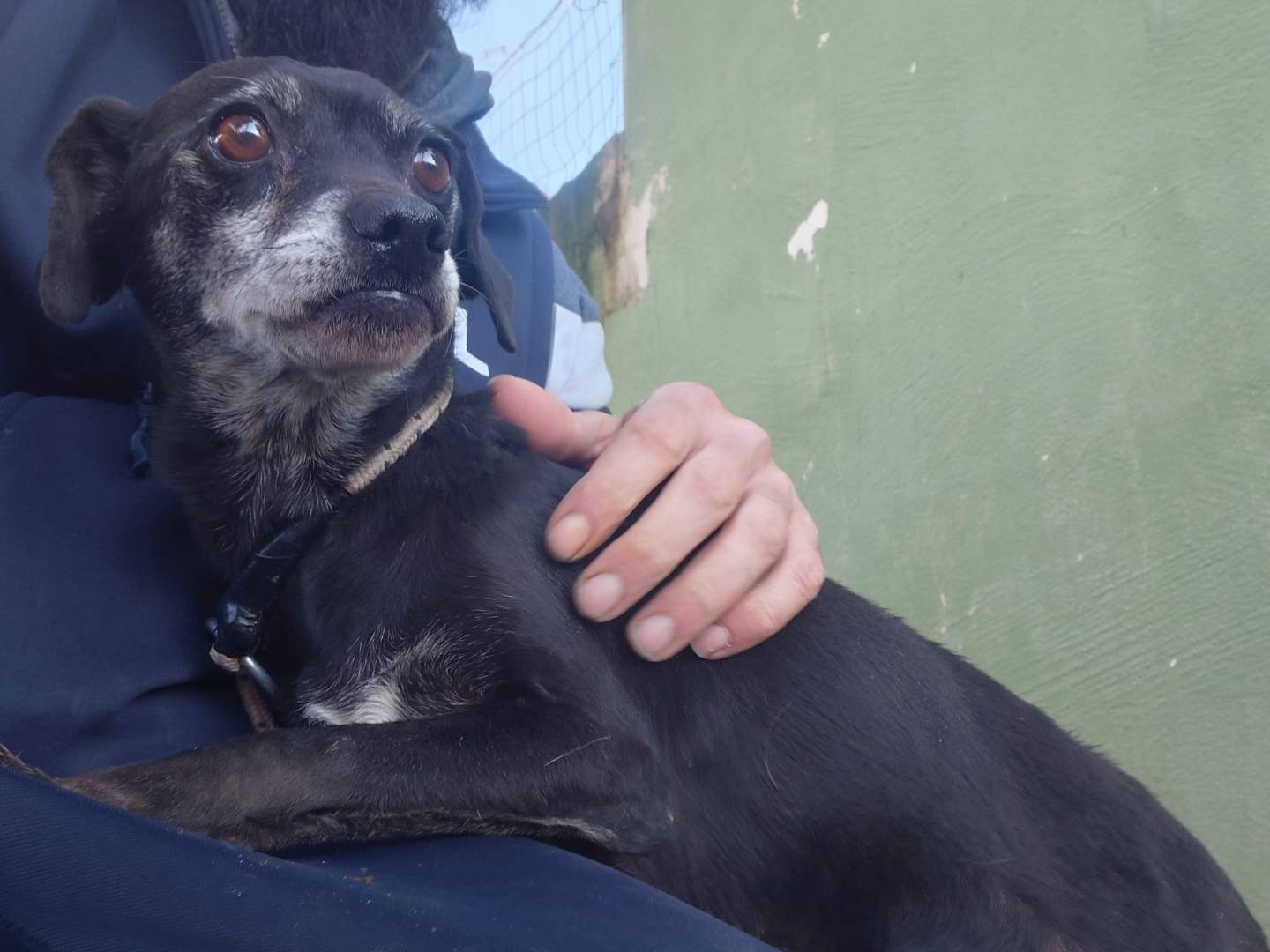 Adotta un cane, taglia piccola, femmina, Caserta