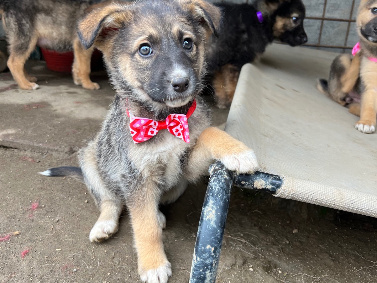 Adozione cane, femmina, Pastore tedesco Razza sconosciuta, 2 mesi, taglia grande, Viterbo