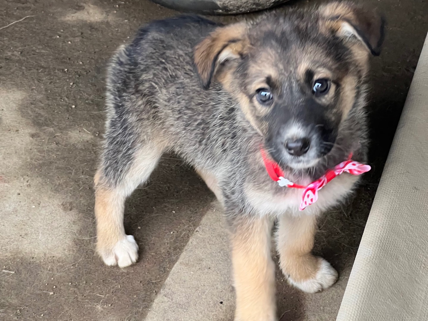 Adotta un cane, femmina, 2 mesi, Viterbo