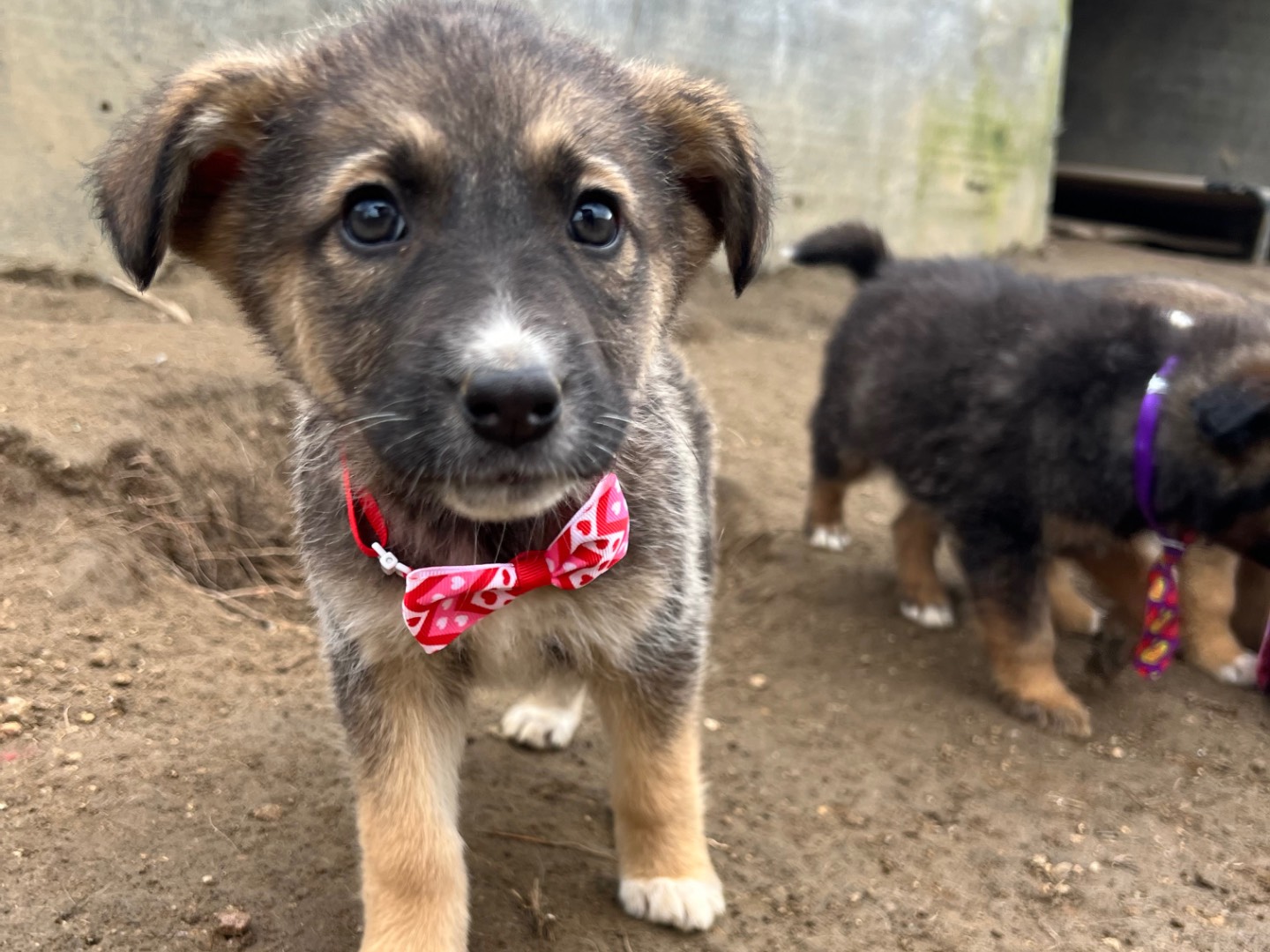 Adotta un cane, taglia grande, femmina, Viterbo