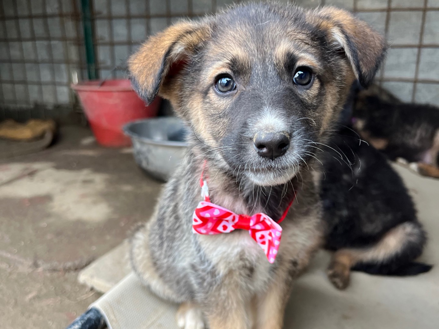 Adotta il cane Leandra a Viterbo
