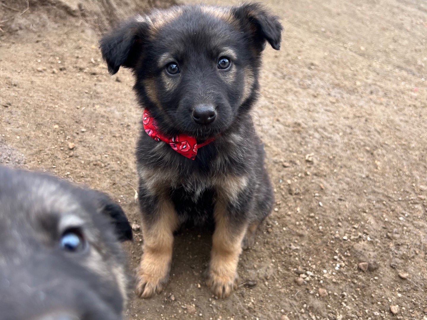 Vuoi adottare un cane a Viterbo?