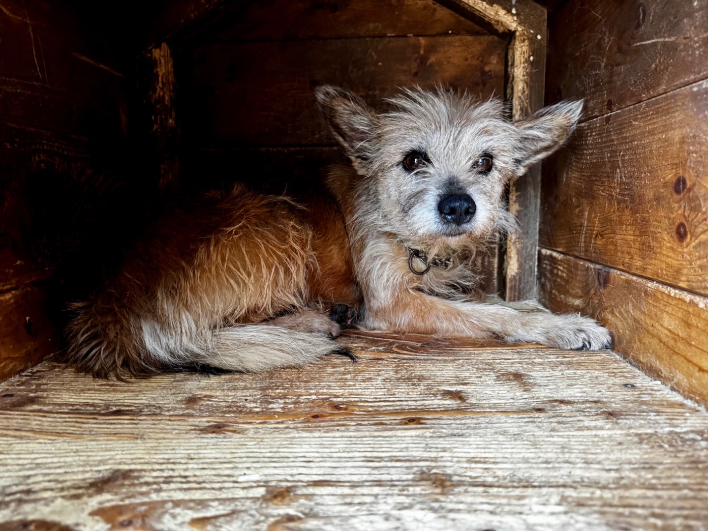 Adozione cane, femmina, Razza sconosciuta Razza sconosciuta, 6 anni e 1 mese, taglia piccola, Salerno