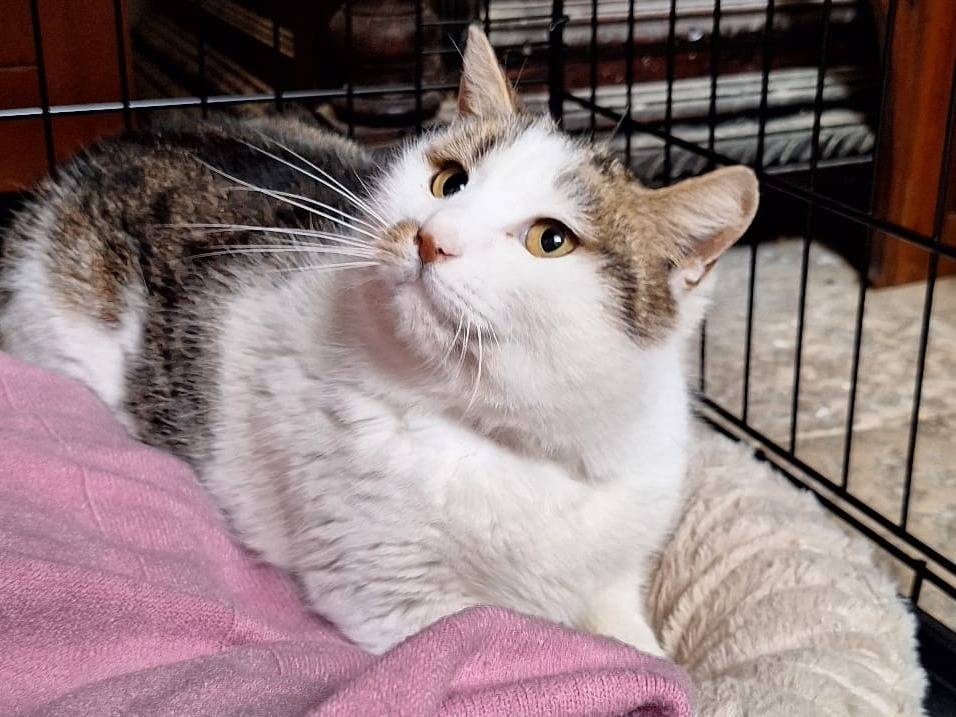 Adotta un gatto, femmina, 5 anni e 10 mesi, Genova