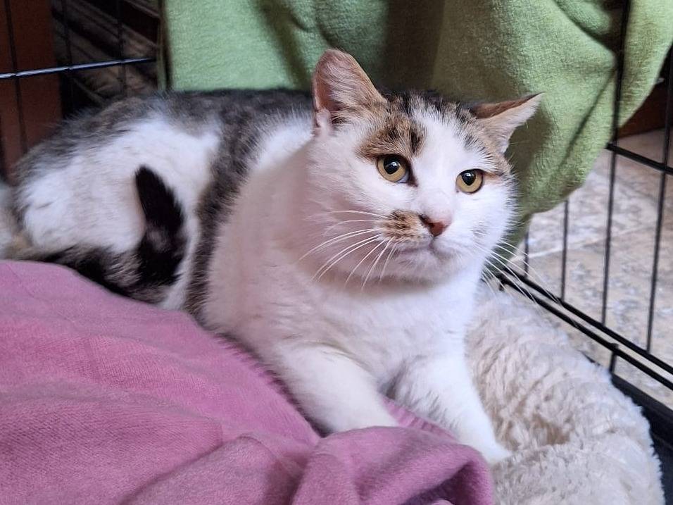 Adotta il gatto Lovely a Genova