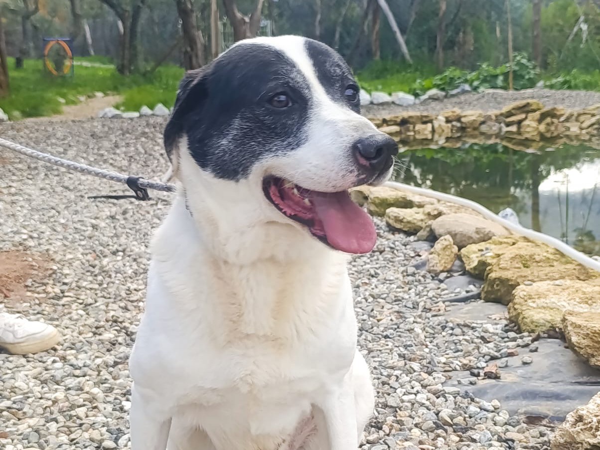 Adotta un cane, maschio, 5 anni e 3 mesi, Catanzaro