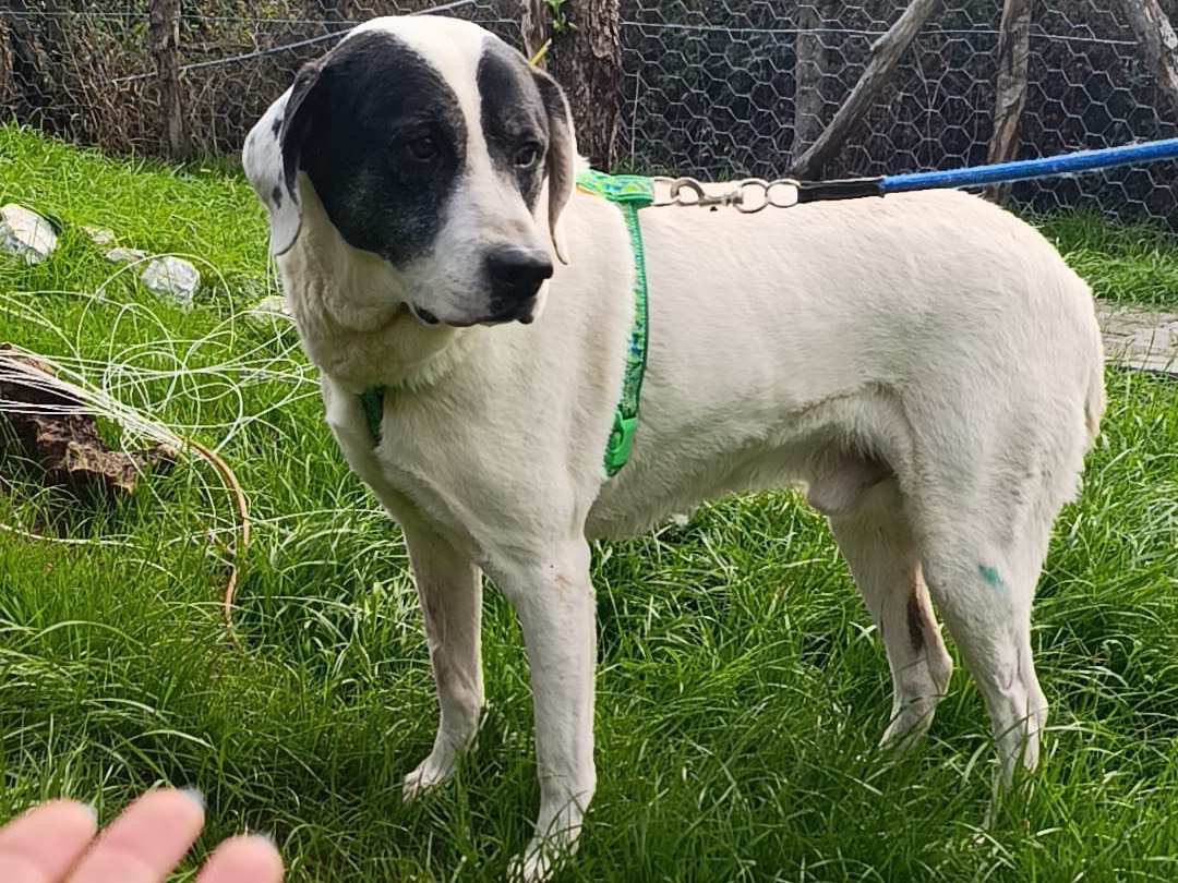 Adotta il cane Arthur a Catanzaro