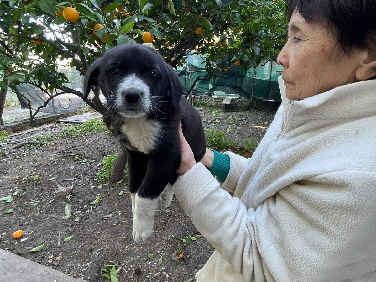 Adotta un cane, maschio, 3 mesi, Foggia