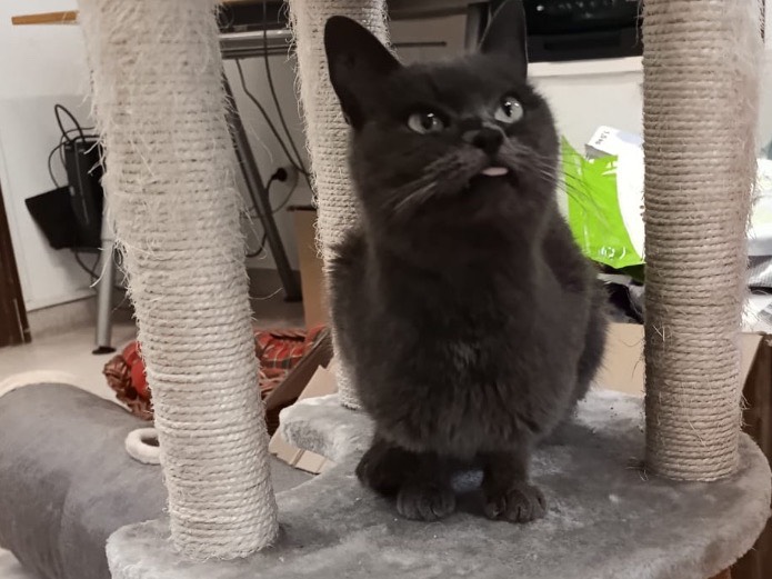 Vuoi adottare un gatto a Verona?