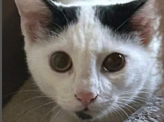 Adozione gatto, maschio, Razza sconosciuta Razza sconosciuta, 7 mesi, taglia non valida, Verona