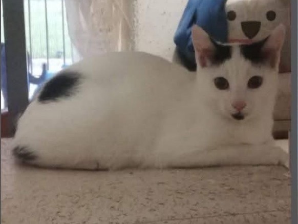 Adotta un gatto, maschio, 7 mesi, Verona