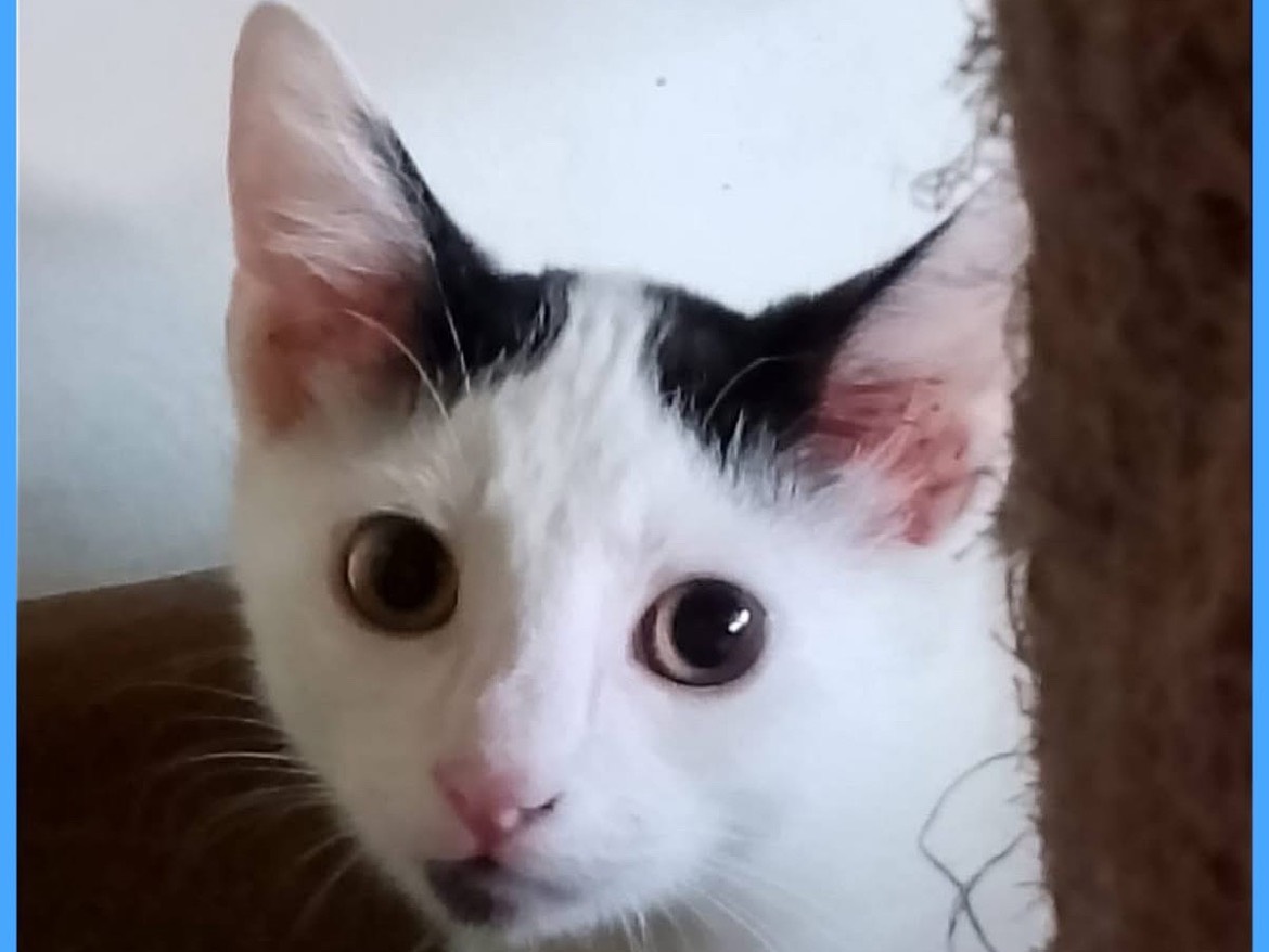 Adotta un gatto, taglia non valida, maschio, Verona