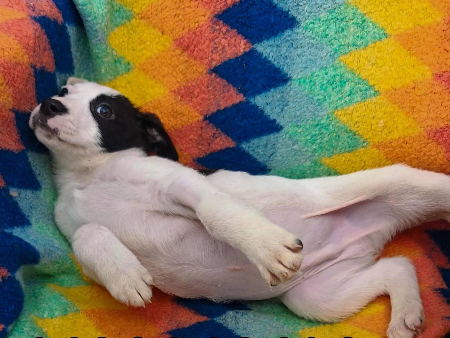 Vuoi adottare un cane a Crotone?