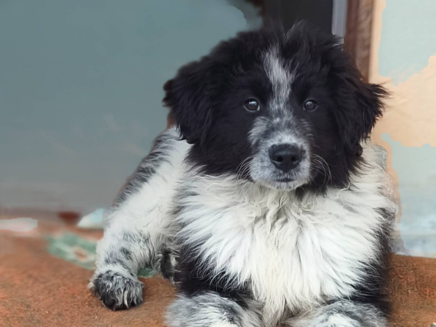 Adozione cane, maschio, Razza sconosciuta Razza sconosciuta, 1 mesi, taglia grande, Bari