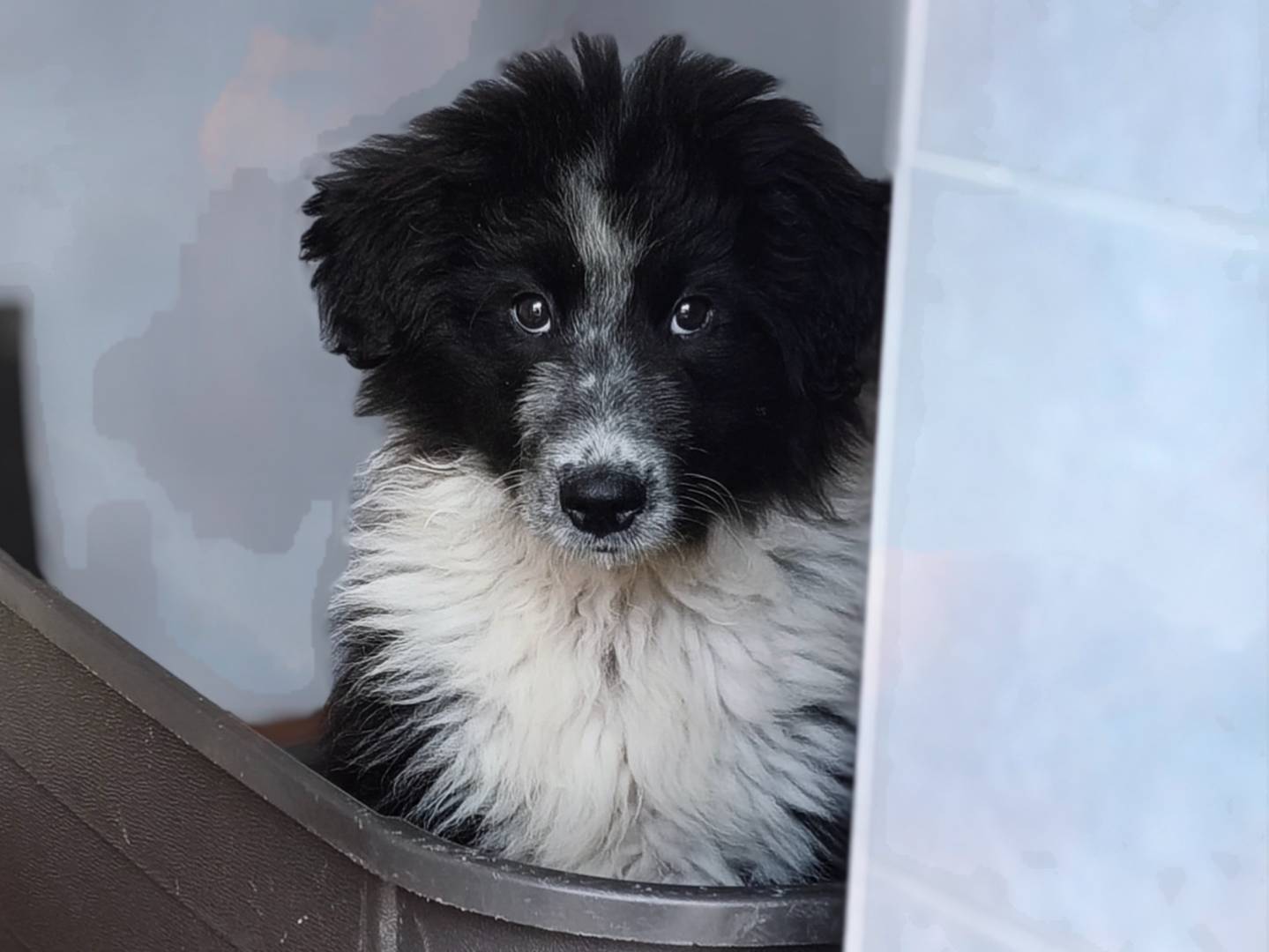 Vuoi adottare un cane a Bari?