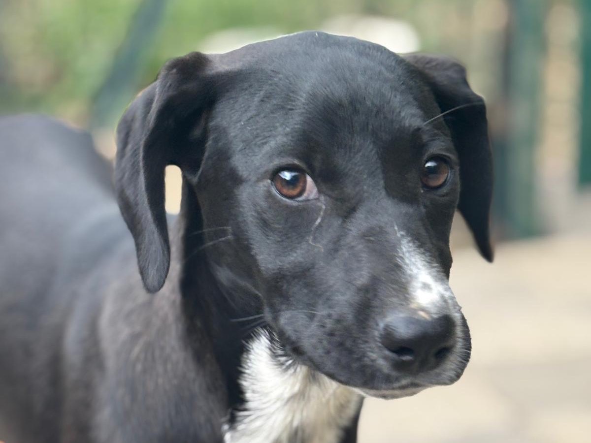 Adotta un cane, taglia media, femmina, Savona