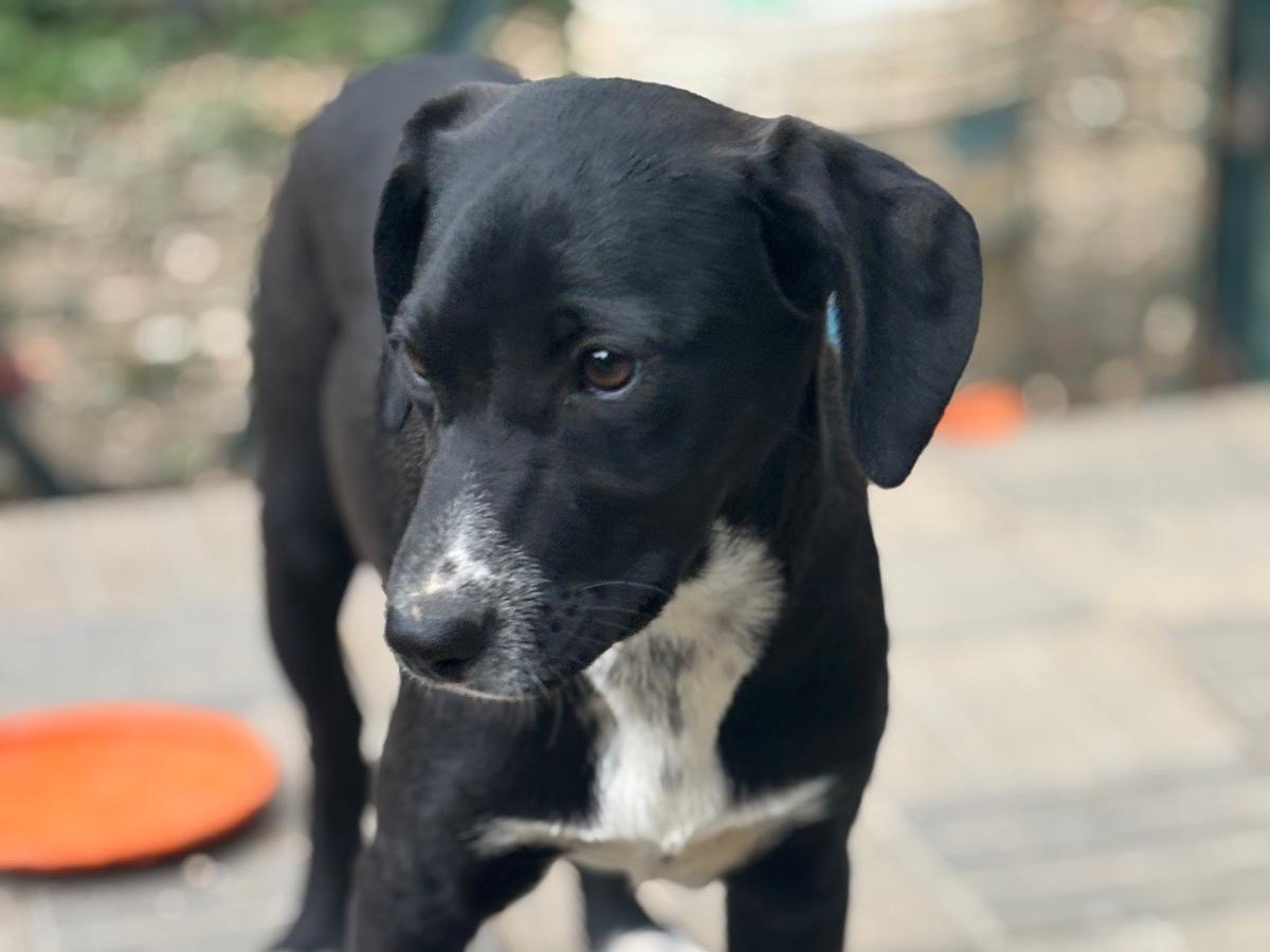 Adotta il cane Rapunzel a Savona