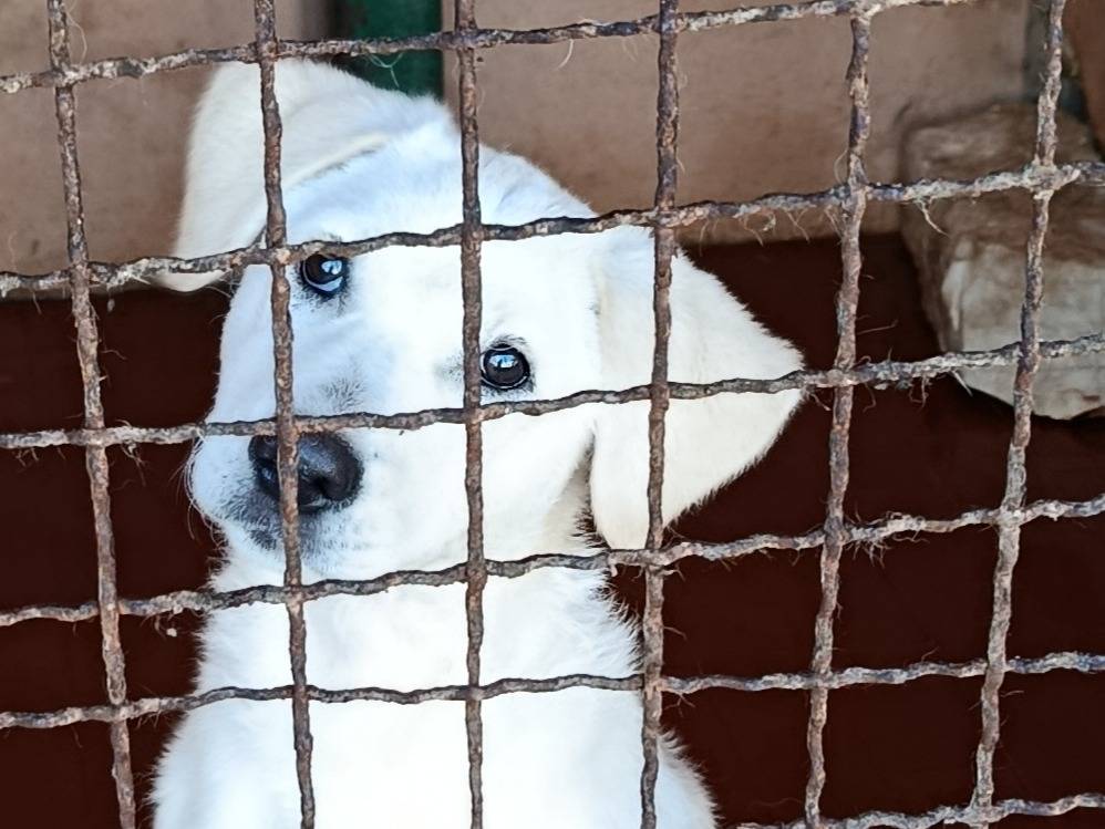 Adotta un cane, femmina, 5 mesi, Trapani