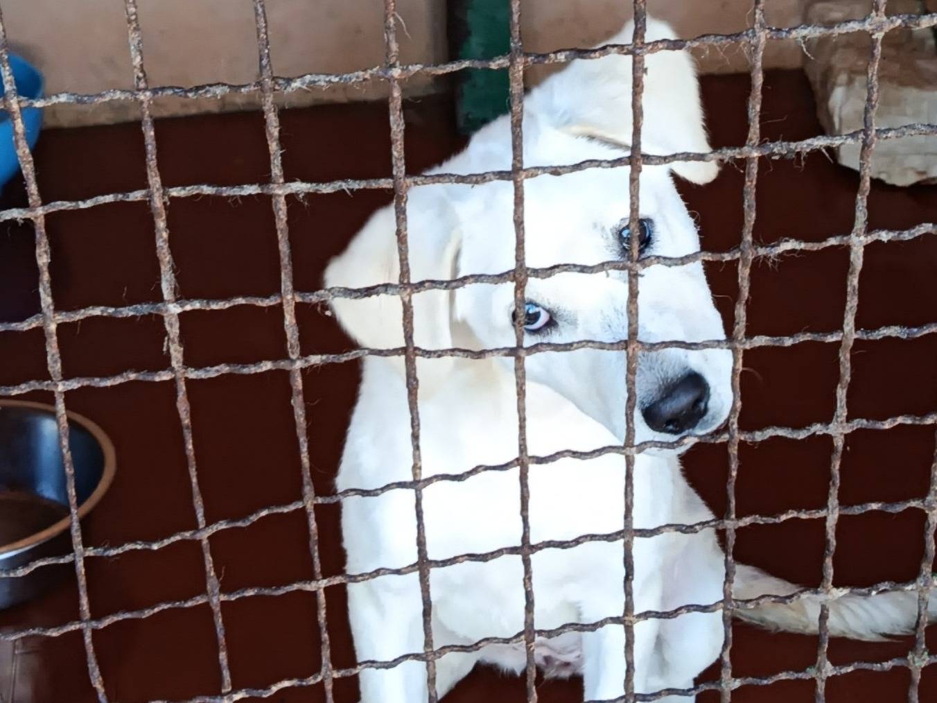 Adotta un cane, taglia media, femmina, Trapani