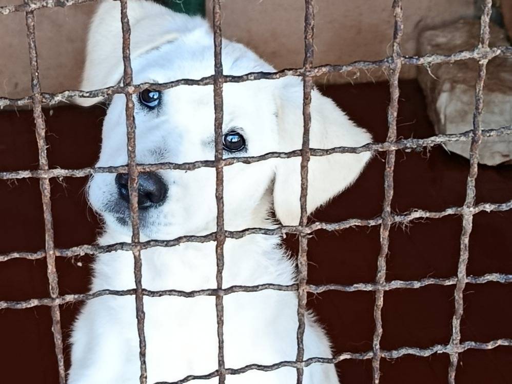 Vuoi adottare un cane a Trapani?