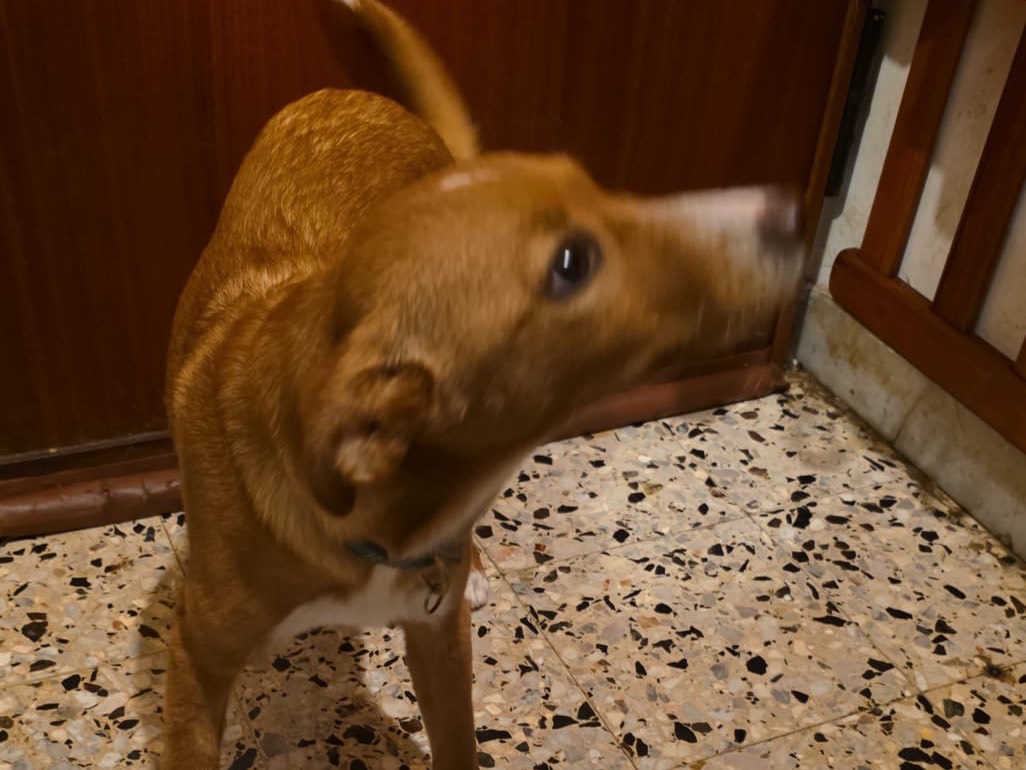 Vuoi adottare un cane a Bergamo?