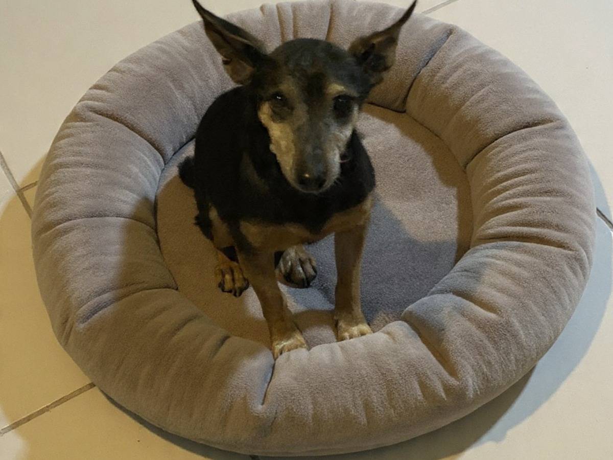 Adozione cane, maschio, Pinscher Razza sconosciuta, 12 anni e 8 mesi, taglia piccola, Viterbo