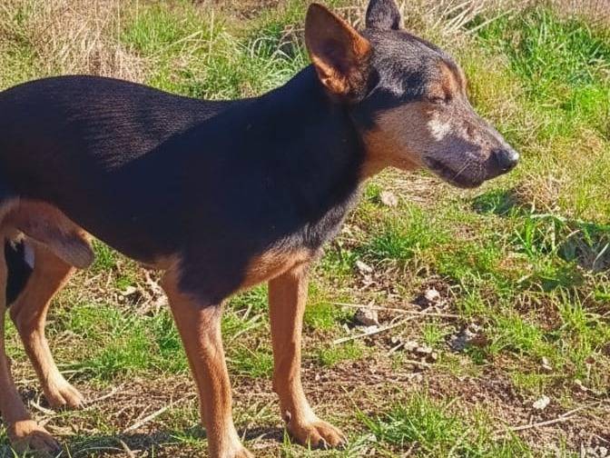 Adotta un cane, taglia piccola, maschio, Viterbo