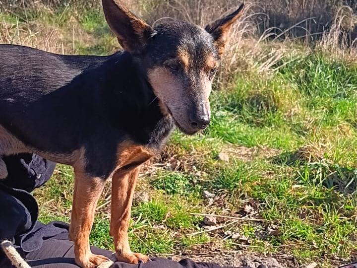 Vuoi adottare un cane a Viterbo?