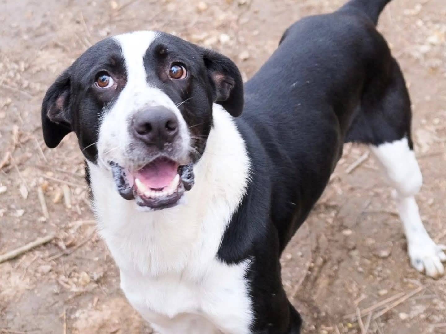 Adozione cane, maschio, Razza sconosciuta Razza sconosciuta, 2 anni e 7 mesi, taglia grande, Torino