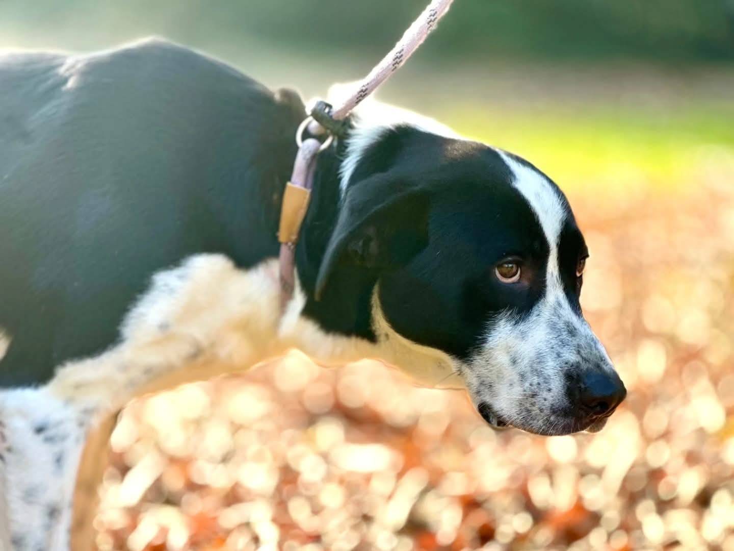 Adotta un cane, taglia grande, maschio, Torino