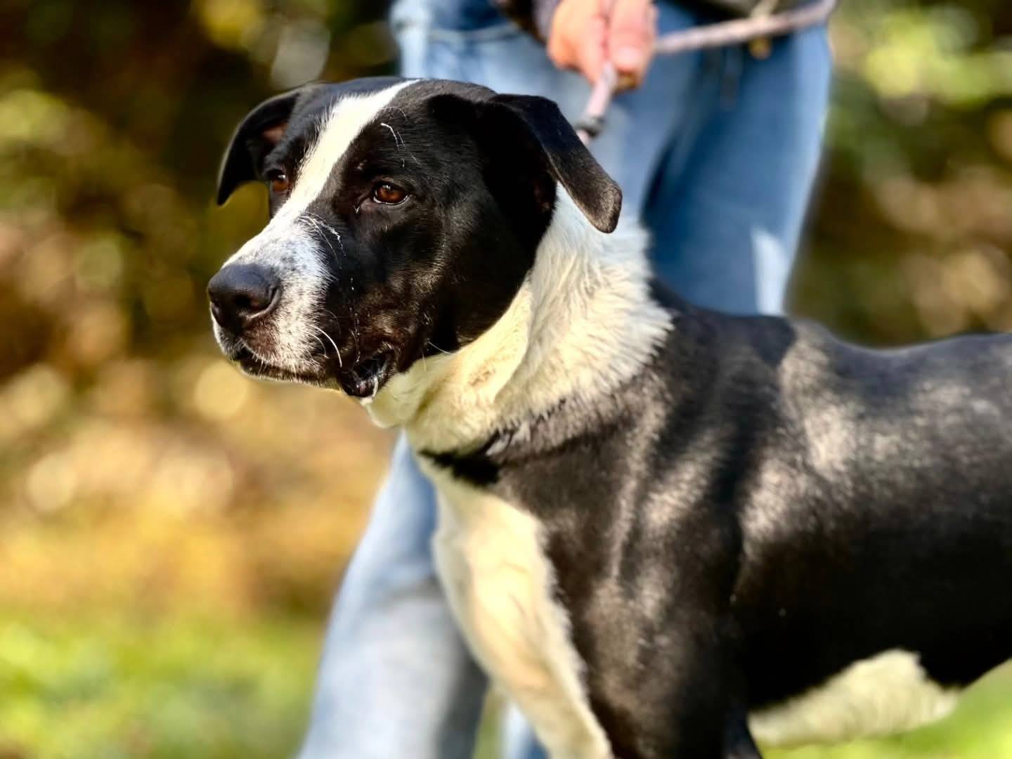 Vuoi adottare un cane a Torino?