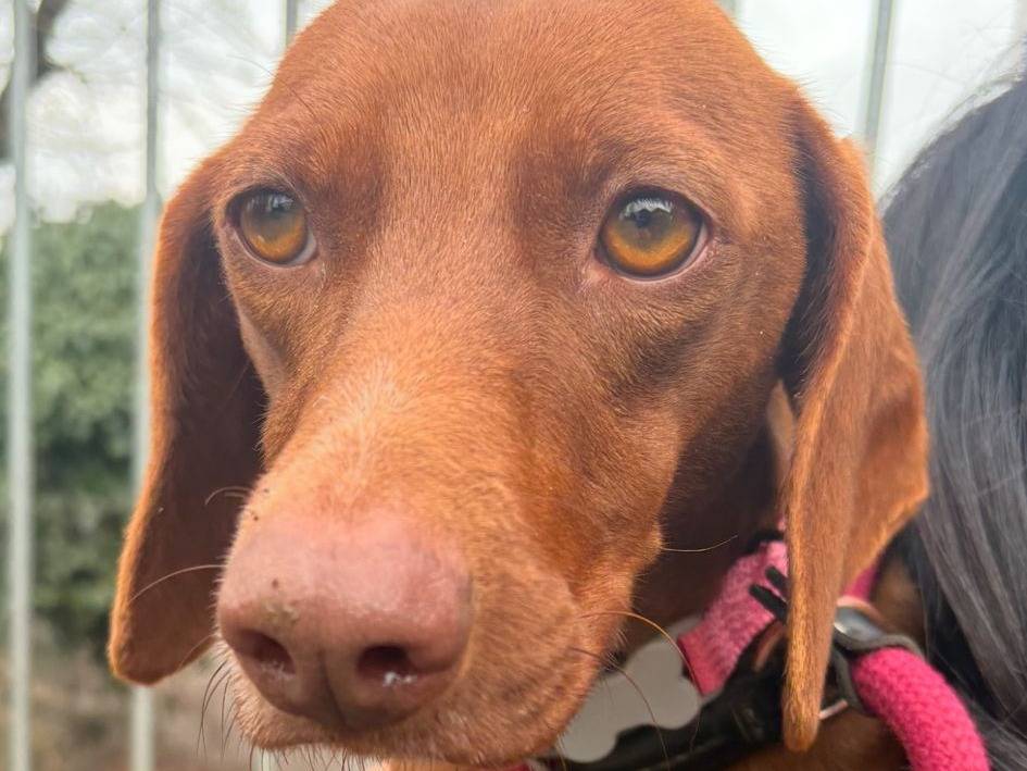 Adotta un cane, femmina, 1 anno e 4 mesi, Torino