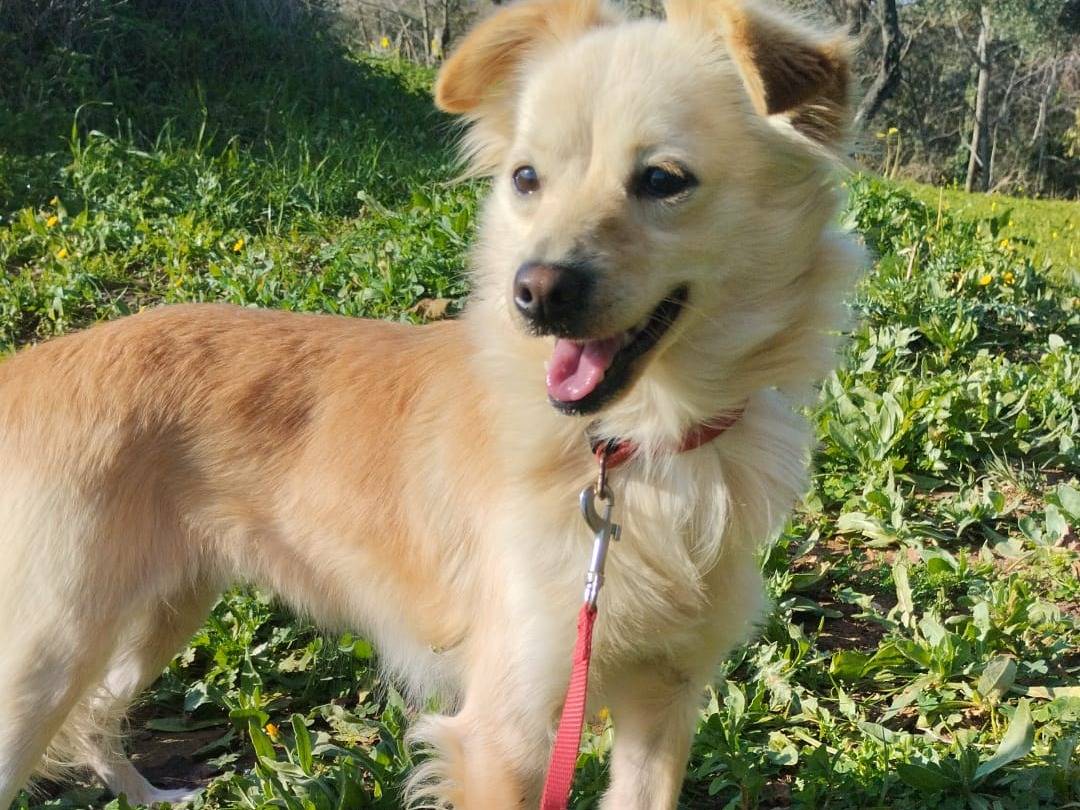 Adozione cane, femmina, Razza sconosciuta Razza sconosciuta, 1 anno e 11 mesi, taglia piccola, Varese