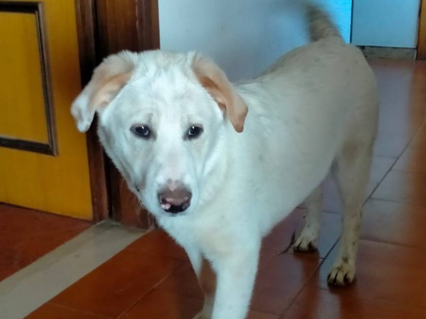 Adotta un cane, maschio, 5 mesi, Varese