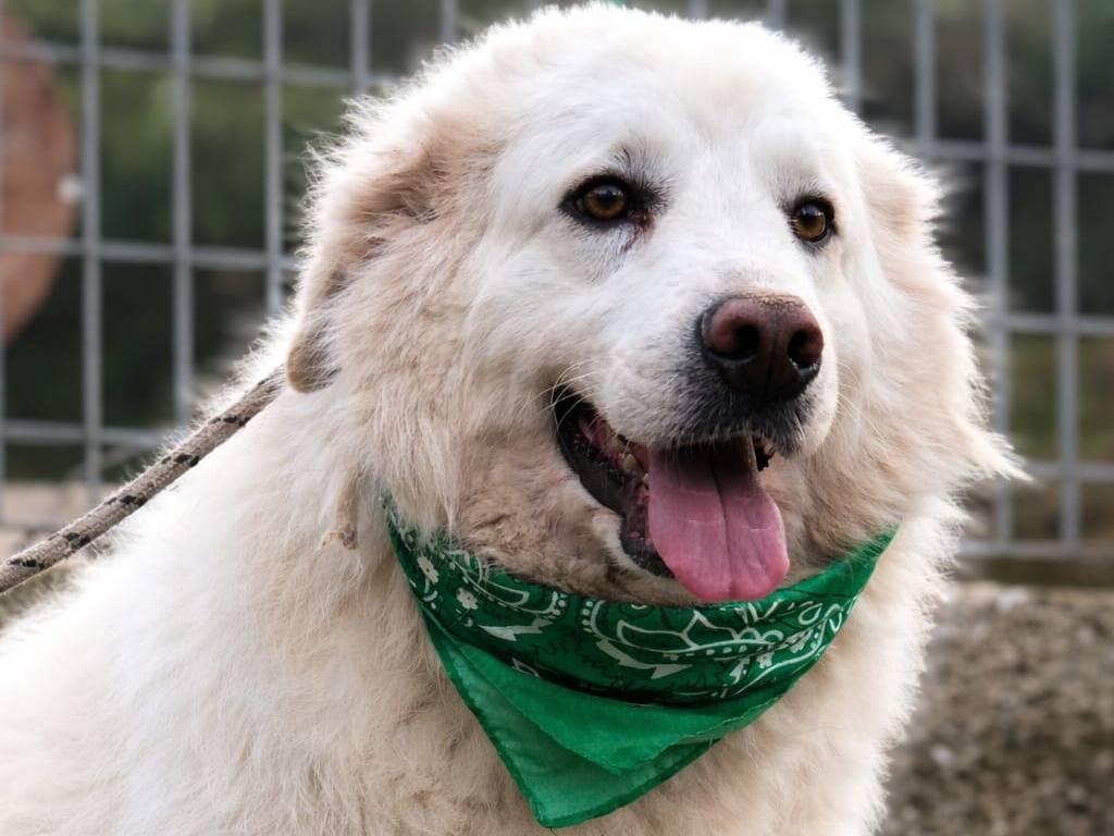 Adozione cane, maschio, Razza sconosciuta Razza sconosciuta, 3 anni e 6 mesi, taglia grande, Latina