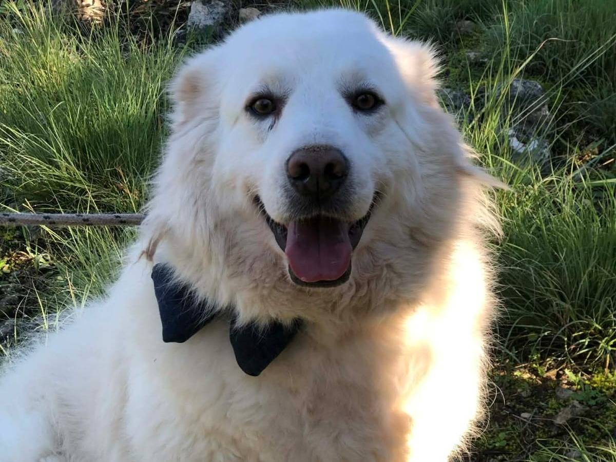 Adotta un cane, taglia grande, maschio, Latina