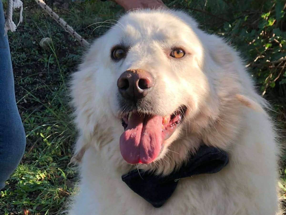 Vuoi adottare un cane a Latina?