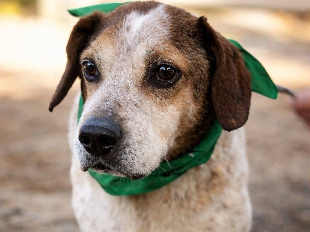 Adozione cane, maschio, Razza sconosciuta Razza sconosciuta, 11 anni e 8 mesi, taglia media, Latina