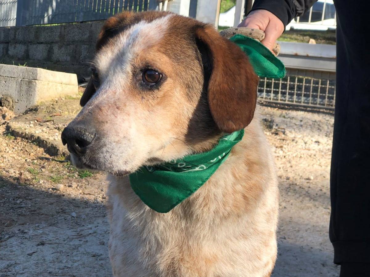 Adotta un cane, maschio, 11 anni e 8 mesi, Latina
