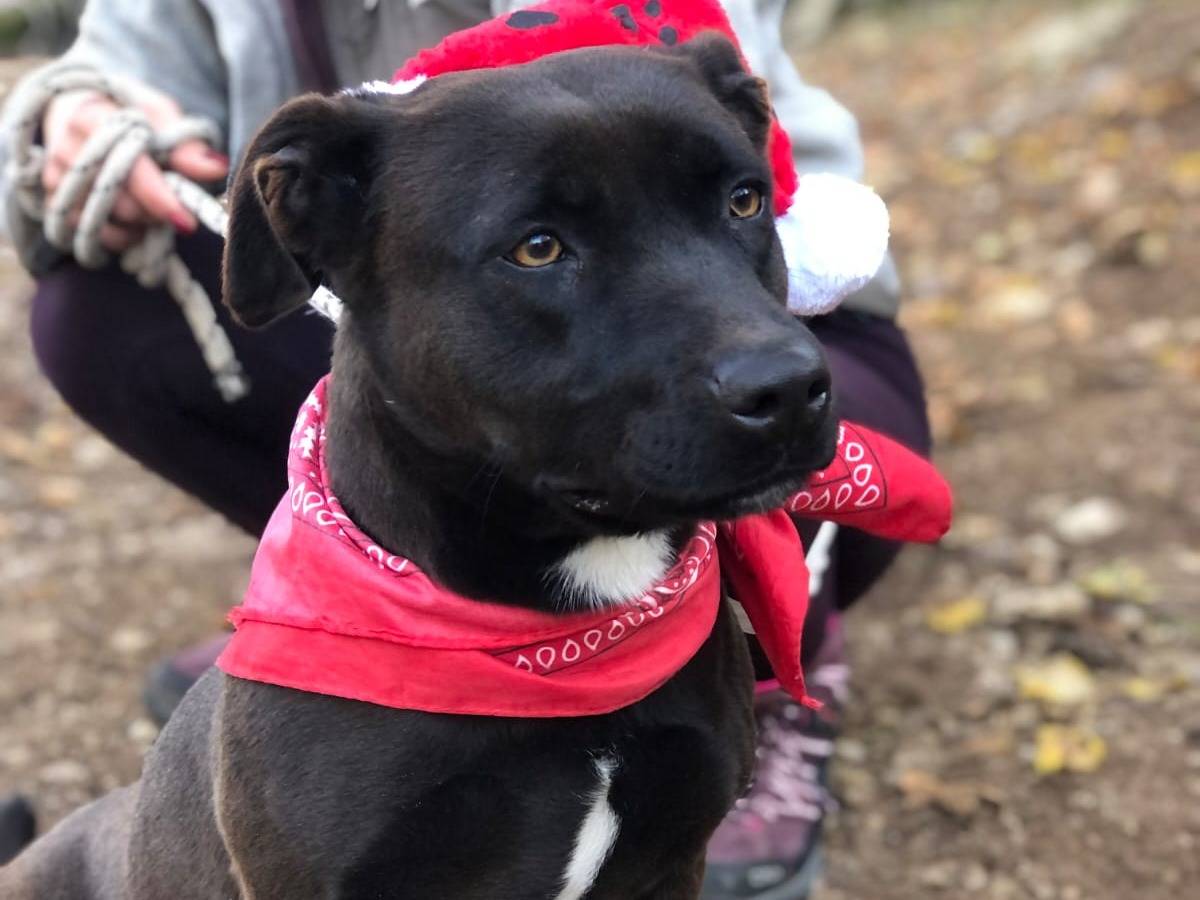 Adozione cane, femmina, Razza sconosciuta Razza sconosciuta, 3 anni e 4 mesi, taglia media contenuta, Latina