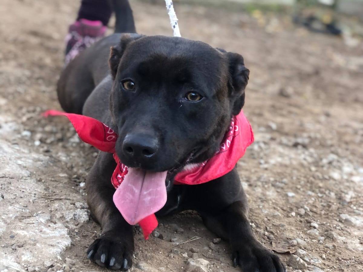 Adotta un cane, taglia media contenuta, femmina, Latina