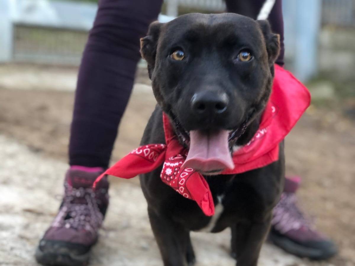 Vuoi adottare un cane a Latina?