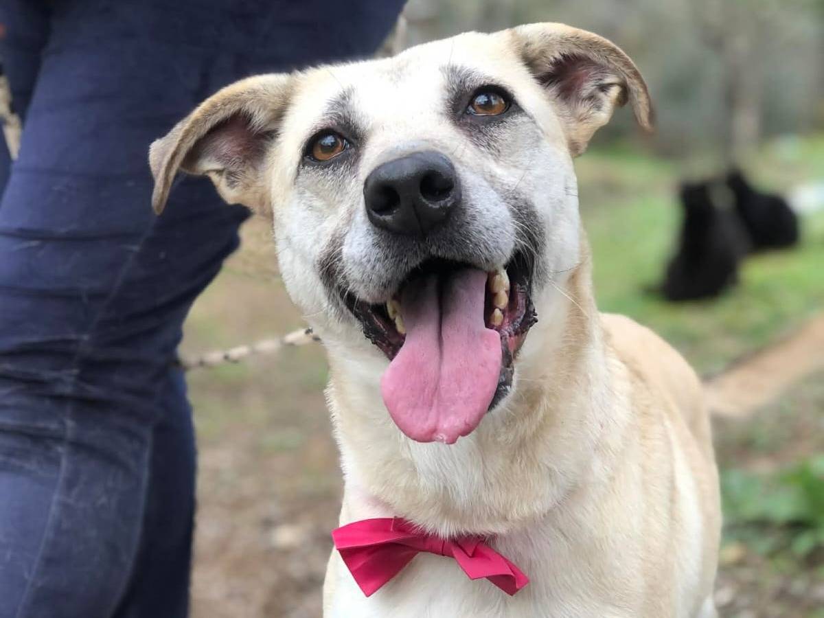 Adozione cane, femmina, Razza sconosciuta Razza sconosciuta, 5 anni, taglia media, Latina