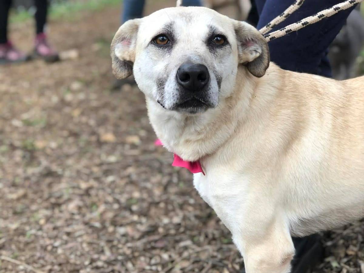 Adotta un cane, femmina, 5 anni, Latina