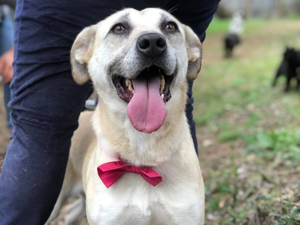 Adotta un cane, taglia media, femmina, Latina